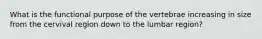 What is the functional purpose of the vertebrae increasing in size from the cervival region down to the lumbar region?