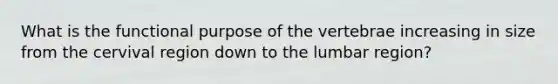 What is the functional purpose of the vertebrae increasing in size from the cervival region down to the lumbar region?