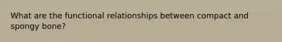 What are the functional relationships between compact and spongy bone?