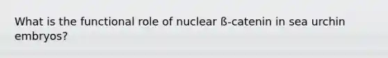 What is the functional role of nuclear ß-catenin in sea urchin embryos?