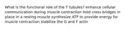 What is the functional role of the T tubules? enhance cellular communication during muscle contraction hold cross bridges in place in a resting muscle synthesize ATP to provide energy for muscle contraction stabilize the G and F actin