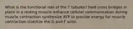 What is the functional role of the T tubules? hold cross bridges in place in a resting muscle enhance cellular communication during muscle contraction synthesize ATP to provide energy for muscle contraction stabilize the G and F actin