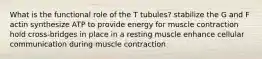 What is the functional role of the T tubules? stabilize the G and F actin synthesize ATP to provide energy for muscle contraction hold cross-bridges in place in a resting muscle enhance cellular communication during muscle contraction