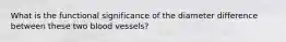 What is the functional significance of the diameter difference between these two blood vessels?