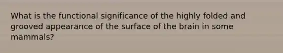 What is the functional significance of the highly folded and grooved appearance of the surface of the brain in some mammals?