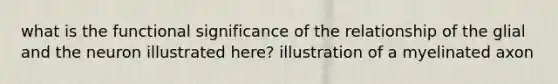 what is the functional significance of the relationship of the glial and the neuron illustrated here? illustration of a myelinated axon