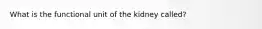 What is the functional unit of the kidney​ called?