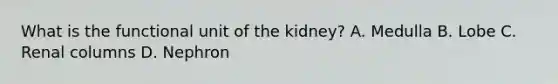 What is the functional unit of the kidney? A. Medulla B. Lobe C. Renal columns D. Nephron