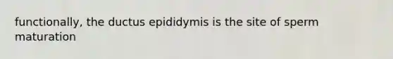 functionally, the ductus epididymis is the site of sperm maturation