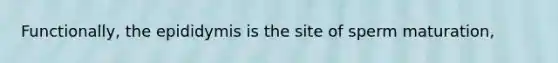 Functionally, the epididymis is the site of sperm maturation,