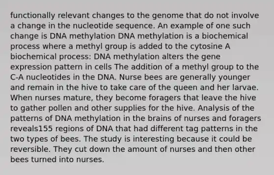 functionally relevant changes to the genome that do not involve a change in the nucleotide sequence. An example of one such change is DNA methylation DNA methylation is a biochemical process where a methyl group is added to the cytosine A biochemical process: DNA methylation alters the gene expression pattern in cells The addition of a methyl group to the C-A nucleotides in the DNA. Nurse bees are generally younger and remain in the hive to take care of the queen and her larvae. When nurses mature, they become foragers that leave the hive to gather pollen and other supplies for the hive. Analysis of the patterns of DNA methylation in the brains of nurses and foragers reveals155 regions of DNA that had different tag patterns in the two types of bees. The study is interesting because it could be reversible. They cut down the amount of nurses and then other bees turned into nurses.