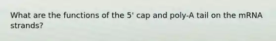 What are the functions of the 5' cap and poly-A tail on the mRNA strands?