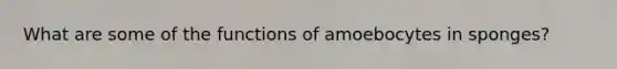 What are some of the functions of amoebocytes in sponges?