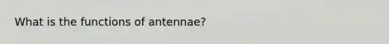 What is the functions of antennae?