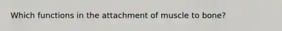 Which functions in the attachment of muscle to bone?