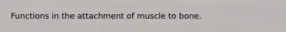 Functions in the attachment of muscle to bone.