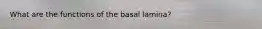 What are the functions of the basal lamina?