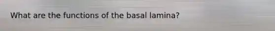 What are the functions of the basal lamina?