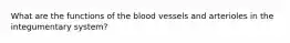 What are the functions of the blood vessels and arterioles in the integumentary system?