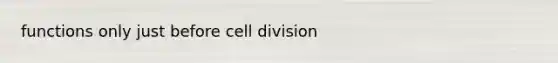 functions only just before cell division