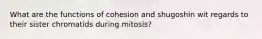 What are the functions of cohesion and shugoshin wit regards to their sister chromatids during mitosis?