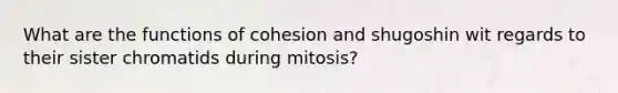 What are the functions of cohesion and shugoshin wit regards to their sister chromatids during mitosis?