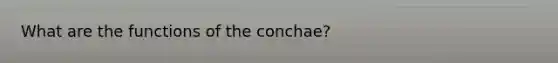 What are the functions of the conchae?