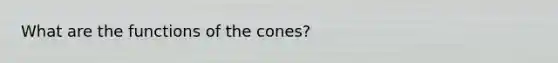 What are the functions of the cones?