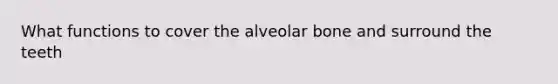 What functions to cover the alveolar bone and surround the teeth