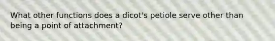 What other functions does a dicot's petiole serve other than being a point of attachment?