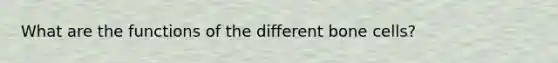 What are the functions of the different bone cells?