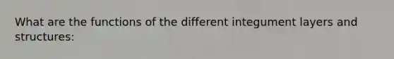 What are the functions of the different integument layers and structures: