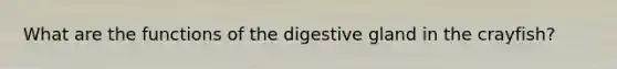 What are the functions of the digestive gland in the crayfish?