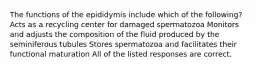 The functions of the epididymis include which of the following? Acts as a recycling center for damaged spermatozoa Monitors and adjusts the composition of the fluid produced by the seminiferous tubules Stores spermatozoa and facilitates their functional maturation All of the listed responses are correct.