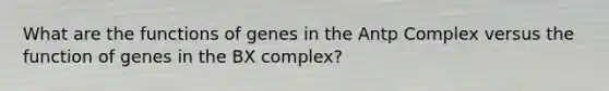 What are the functions of genes in the Antp Complex versus the function of genes in the BX complex?