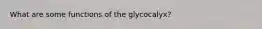 What are some functions of the glycocalyx?