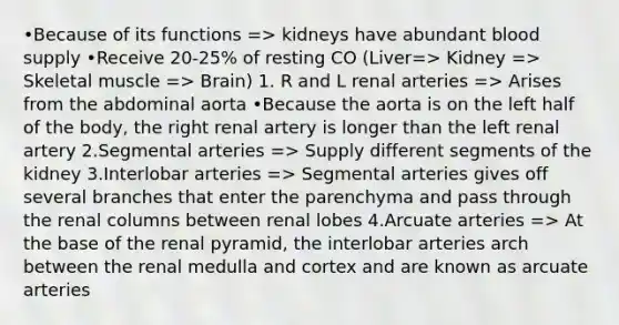 •Because of its functions => kidneys have abundant blood supply •Receive 20-25% of resting CO (Liver=> Kidney => Skeletal muscle => Brain) 1. R and L renal arteries => Arises from the abdominal aorta •Because the aorta is on the left half of the body, the right renal artery is longer than the left renal artery 2.Segmental arteries => Supply different segments of the kidney 3.Interlobar arteries => Segmental arteries gives off several branches that enter the parenchyma and pass through the renal columns between renal lobes 4.Arcuate arteries => At the base of the renal pyramid, the interlobar arteries arch between the renal medulla and cortex and are known as arcuate arteries