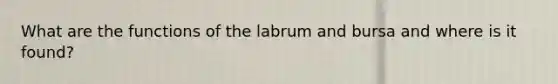 What are the functions of the labrum and bursa and where is it found?