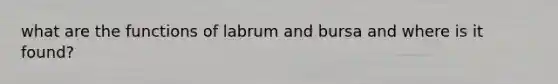 what are the functions of labrum and bursa and where is it found?