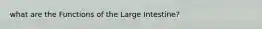 what are the Functions of the Large Intestine?