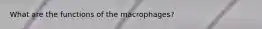 What are the functions of the macrophages?