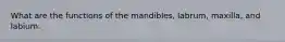 What are the functions of the mandibles, labrum, maxilla, and labium.