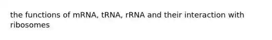 the functions of mRNA, tRNA, rRNA and their interaction with ribosomes