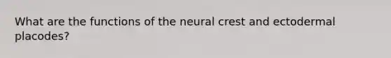 What are the functions of the neural crest and ectodermal placodes?