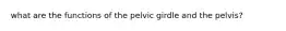 what are the functions of the pelvic girdle and the pelvis?