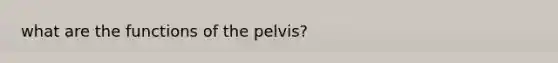 what are the functions of the pelvis?