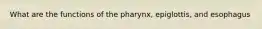 What are the functions of the pharynx, epiglottis, and esophagus