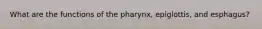 What are the functions of the pharynx, epiglottis, and esphagus?