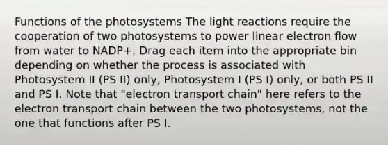 Functions of the photosystems The light reactions require the cooperation of two photosystems to power linear electron flow from water to NADP+. Drag each item into the appropriate bin depending on whether the process is associated with Photosystem II (PS II) only, Photosystem I (PS I) only, or both PS II and PS I. Note that "electron transport chain" here refers to the electron transport chain between the two photosystems, not the one that functions after PS I.