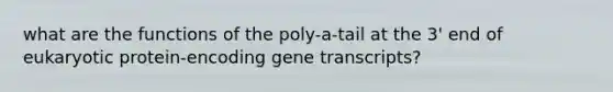 what are the functions of the poly-a-tail at the 3' end of eukaryotic protein-encoding gene transcripts?